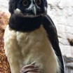 Spectacled Owl